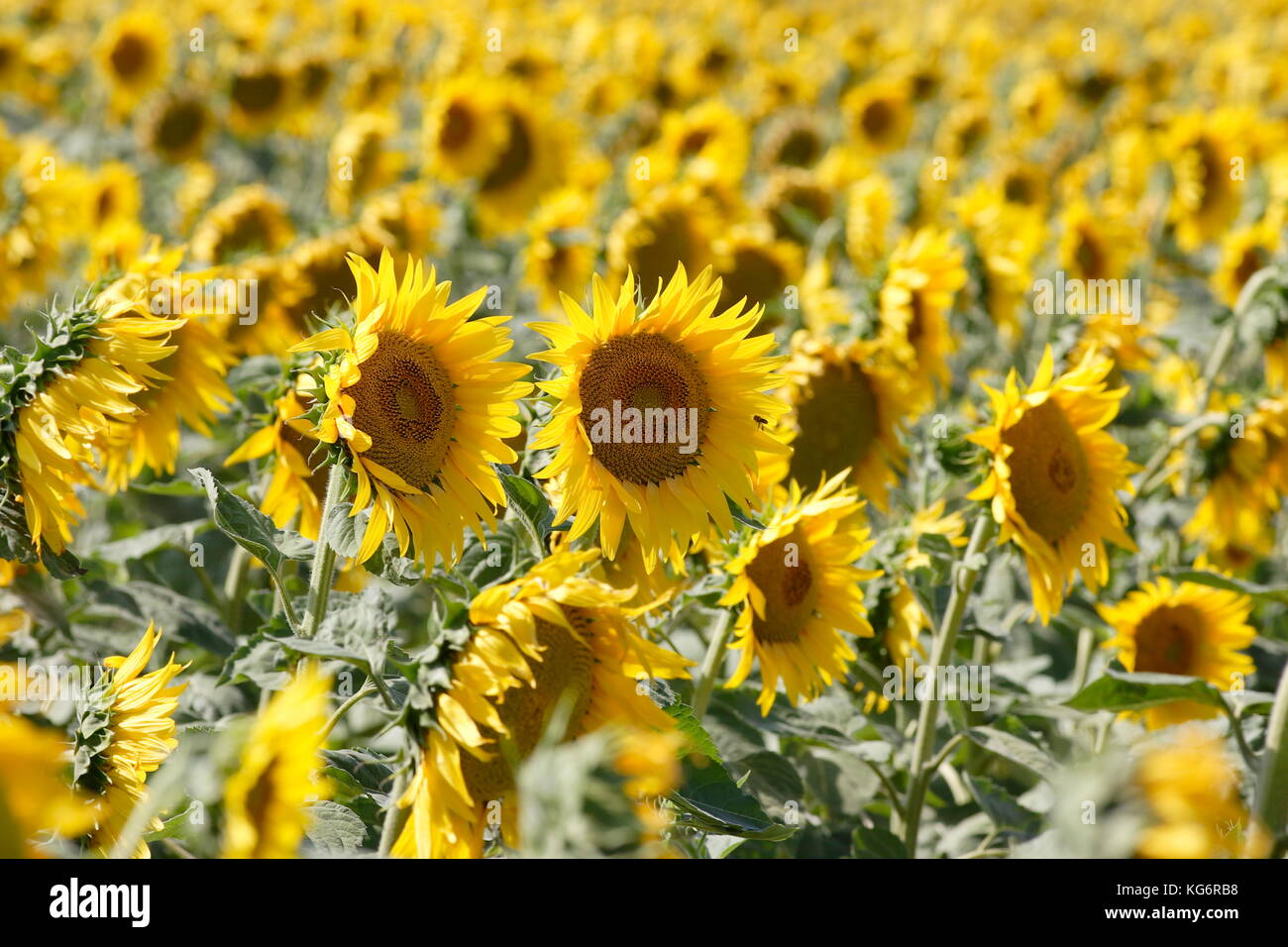 Sunflowers near Nimes France Stock Photo Alamy Sunflowers near Nimes France Stock Photo Alamy