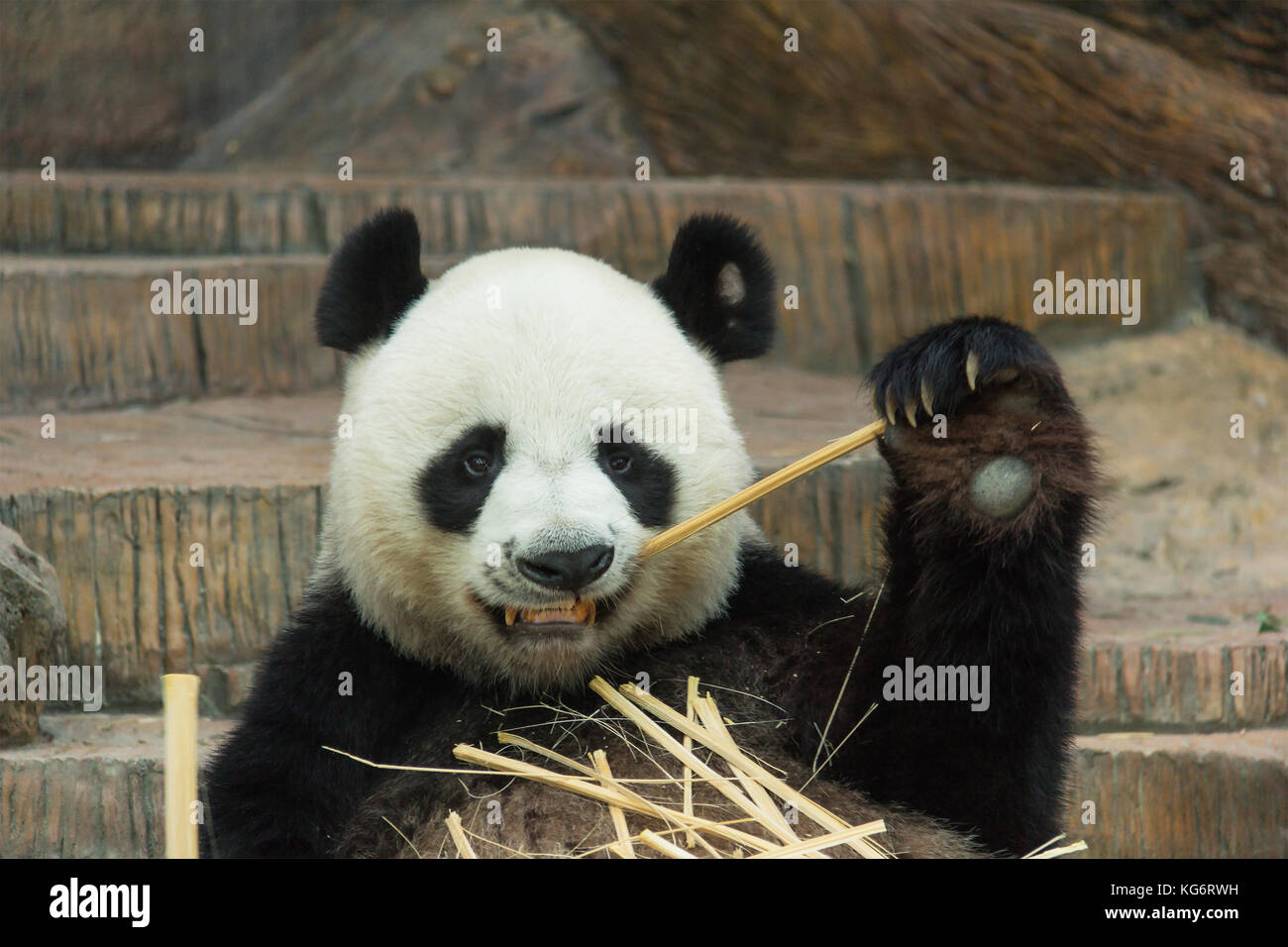 giant panda bear eating bamboo Stock Photo