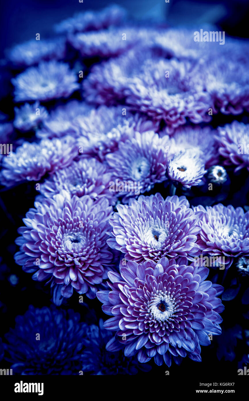 beautiful blue chrysanthemum flowers in flower shop, abstract photo and selective focus. Stock Photo