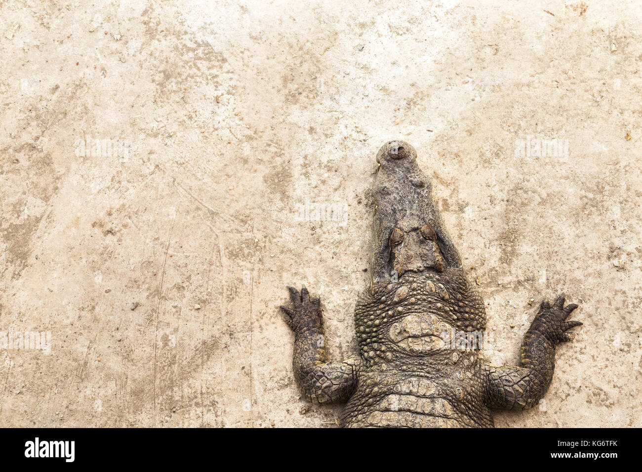 top view of crocodile sleeping and laying down on the cement floor in the crocodile farm. sparse composition and copy space on the left Stock Photo