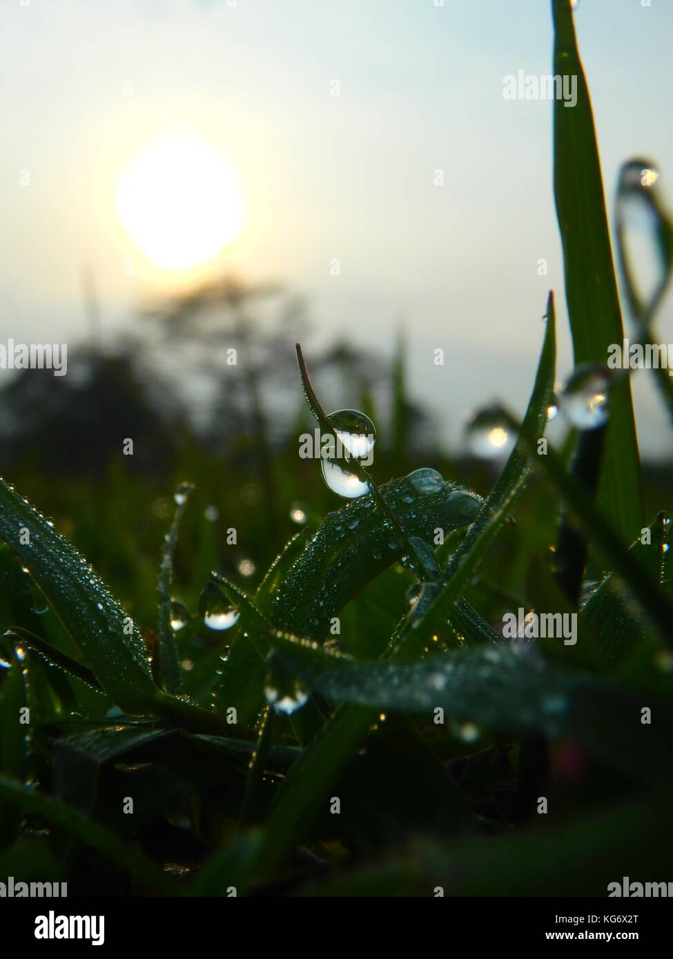 Dew and Morning Sun Stock Photo