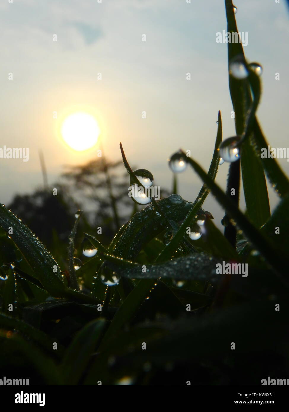 Dew and Morning Sun Stock Photo