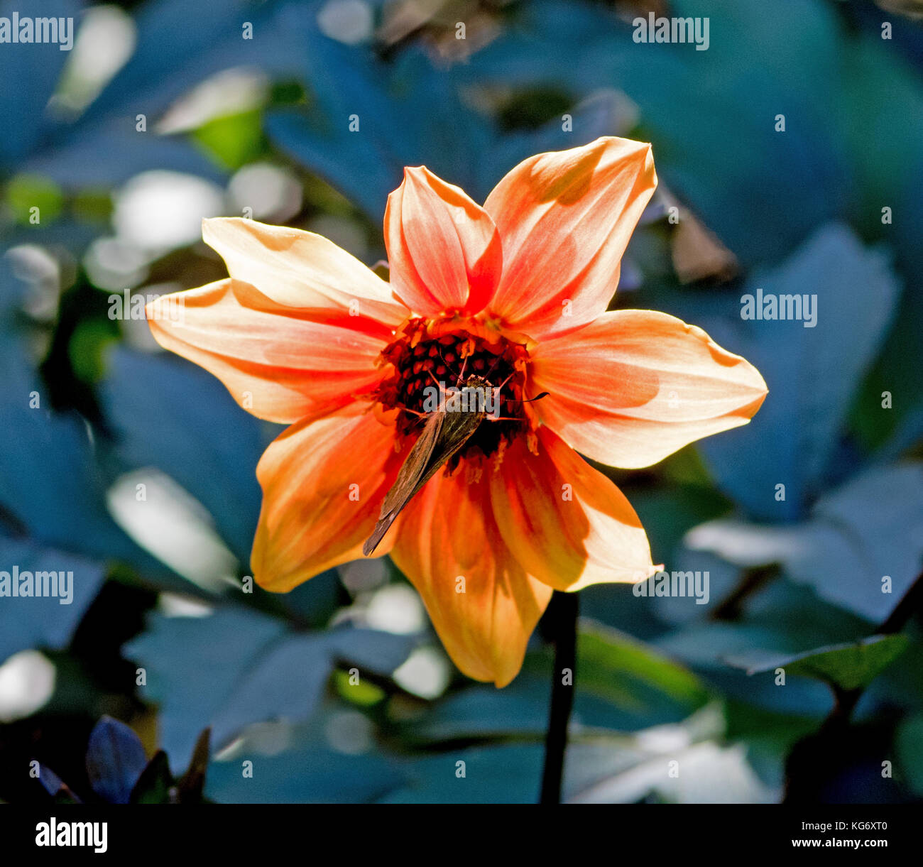 Monarch butterfly on flower Stock Photo - Alamy
