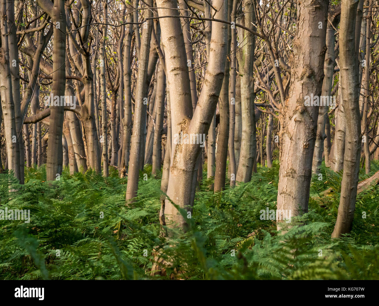 A dark thicket or wood of close growing smooth bark trees with high ferns and undergrowth, Scotland, UK Stock Photo