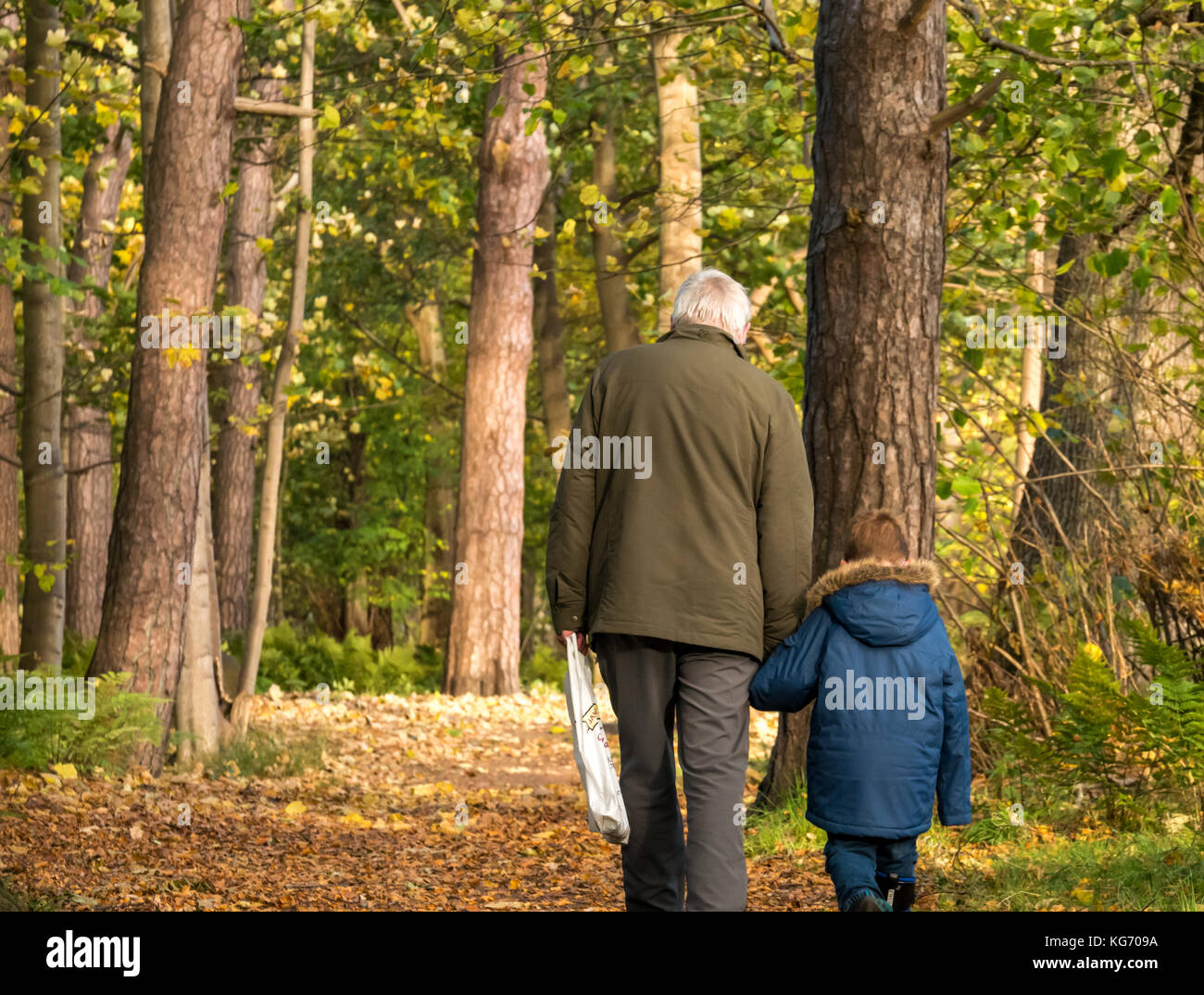A grandfather holding hand of young grandson walking on woodland path covered in dead leaves on a cold Autumn day, Scotland, UK Stock Photo