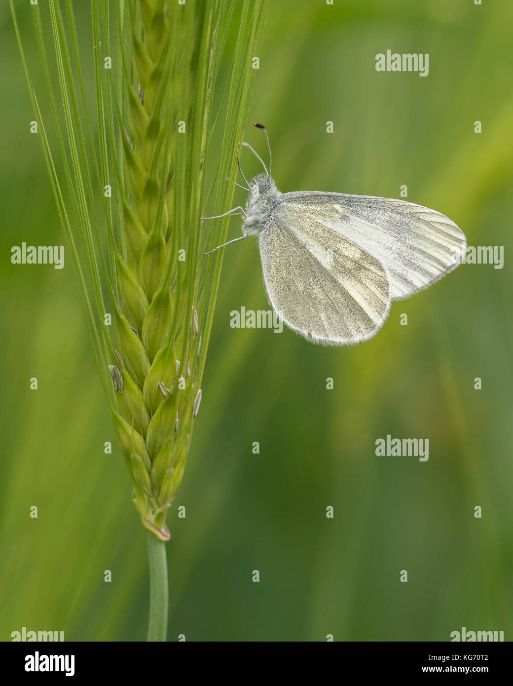 Cryptic Wood White butterfly (Leptidea juvernica) on corn stem. Tipperary, Ireland Stock Photo