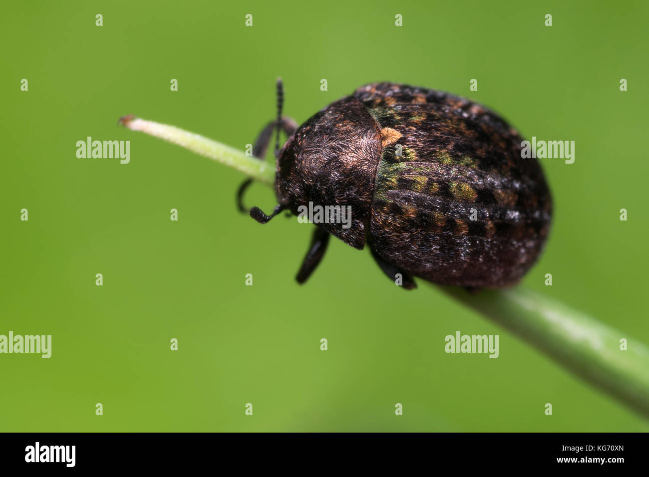 Pill Beetle (Cytilus sericeus) on grass stem. Tipperary, Ireland Stock Photo