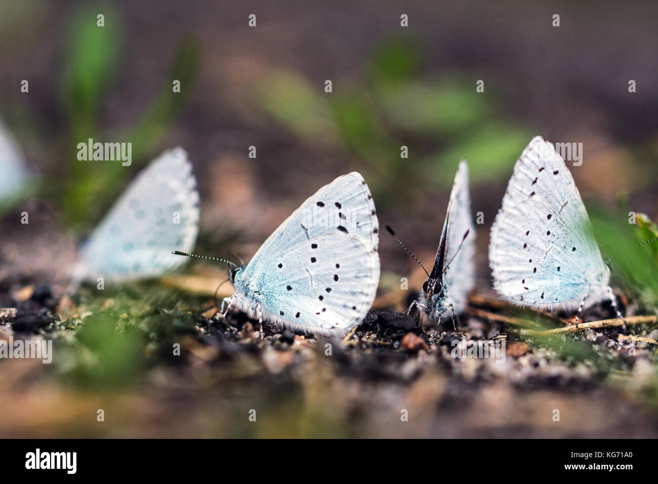 A group of blue butterflies on a forest path Stock Photo