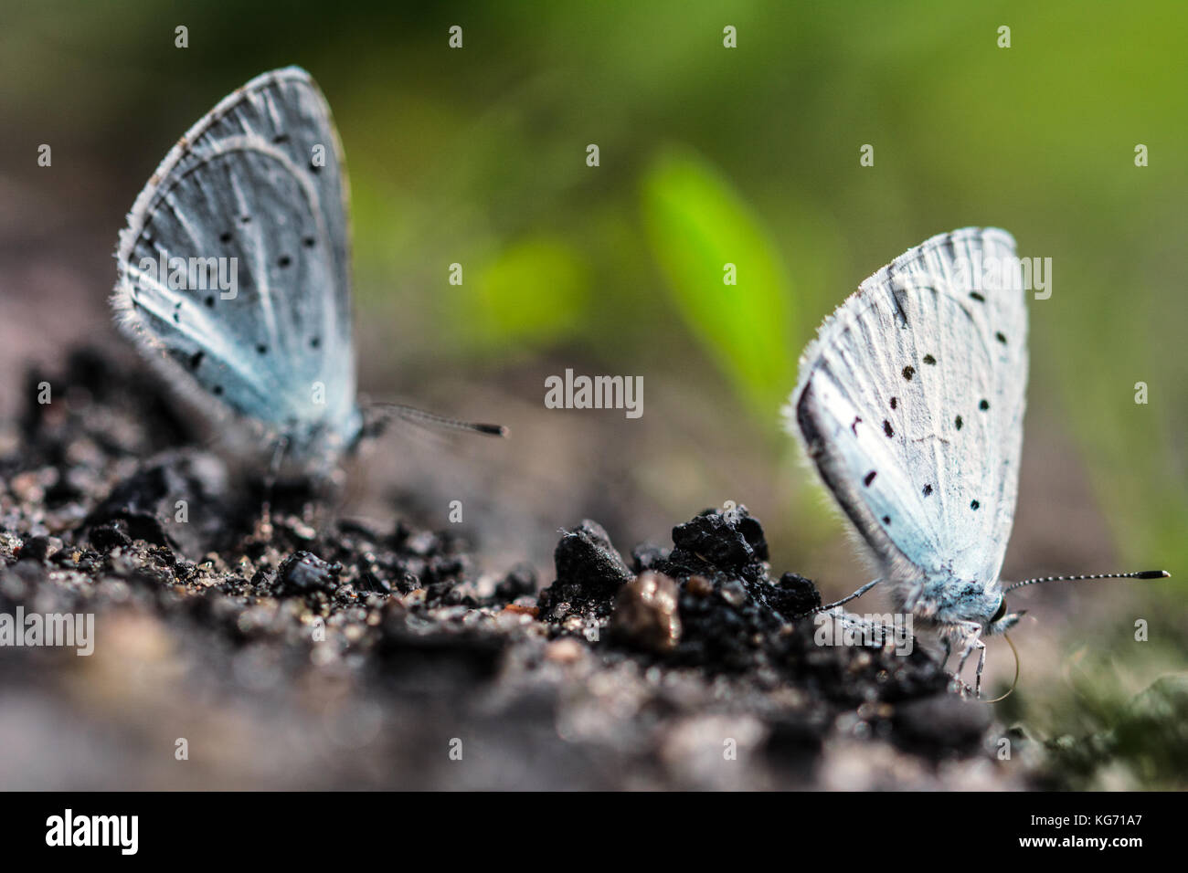 Delicate wings of two blue butterflies on a forest path - closeup Stock Photo
