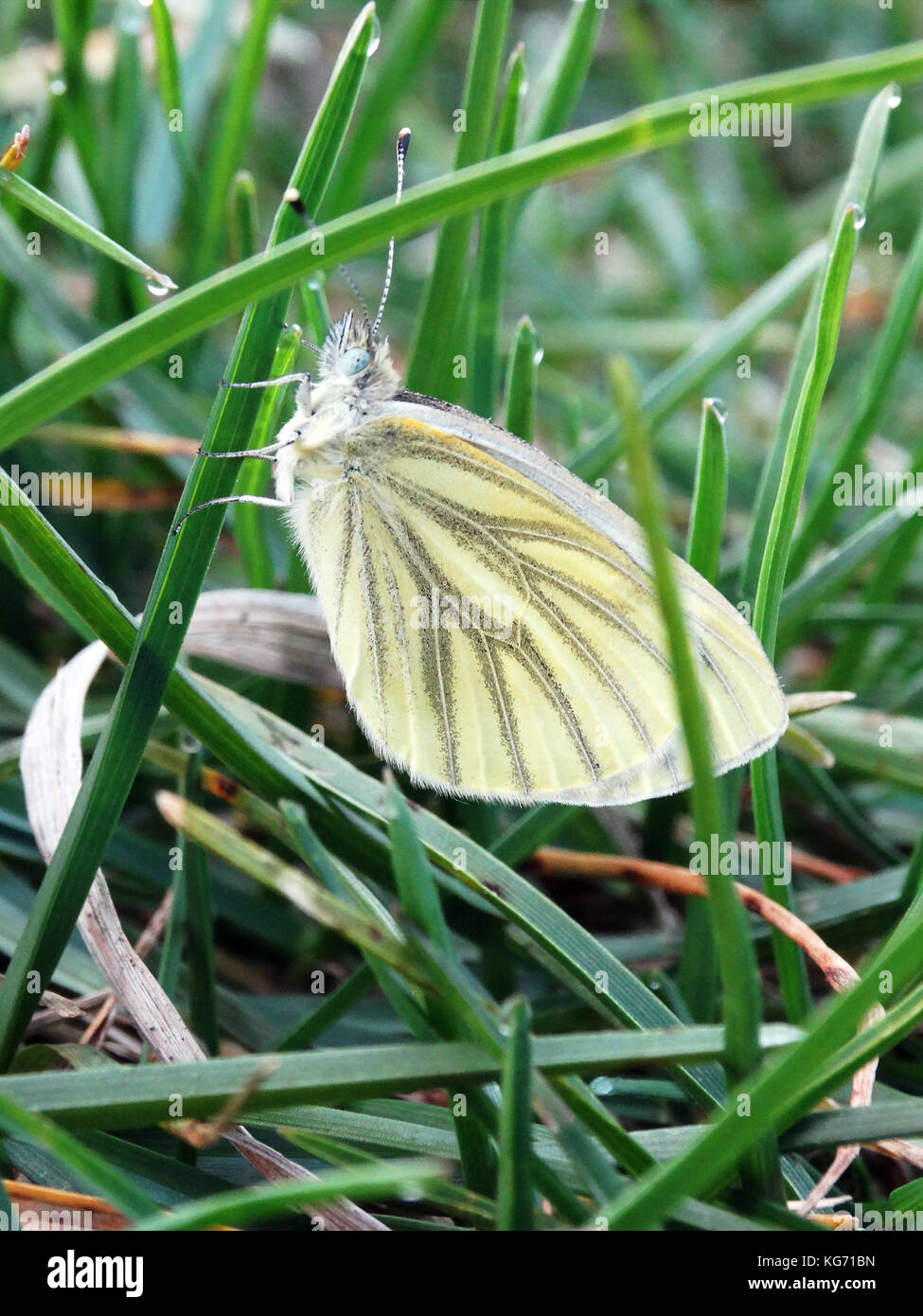 Closeup of pierid butterfly climbing up a blade of grass Stock Photo