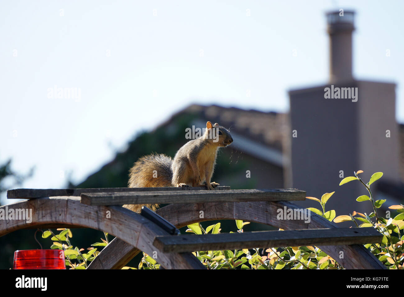 Baby Fox Squirrel in the backyard Stock Photo