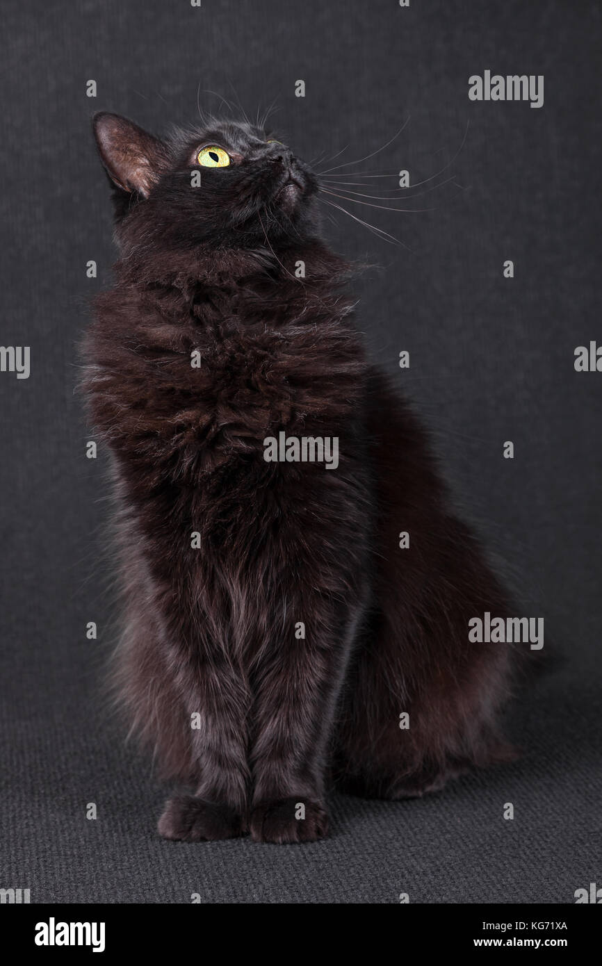 Black cat sitting and looking up acting curious and focused on a dark background. Long hair Turkish Angora breed / Friday 13 13th bad luck portrait Stock Photo