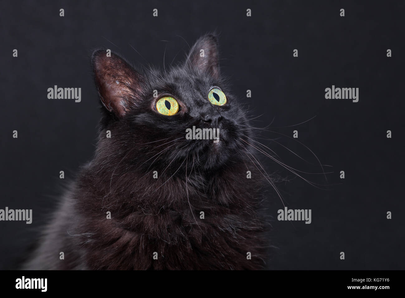 Portrait of a black cat looking up on a dark background, acting curious ...
