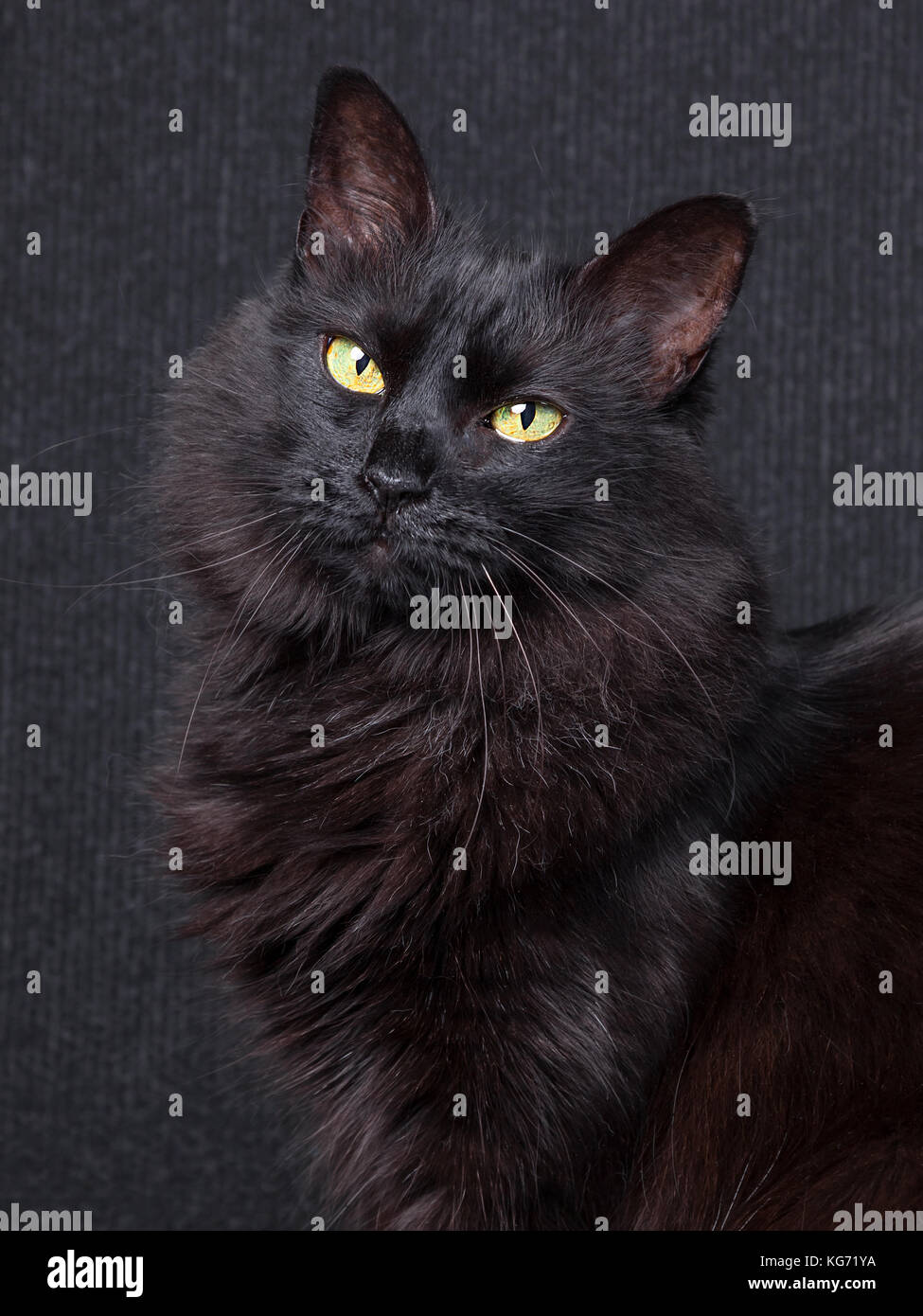 Cute black cat sitting in profile, looking at camera with sleepy eyes on a dark background. Long hair Turkish Angora breed. Adult female / cat black Stock Photo