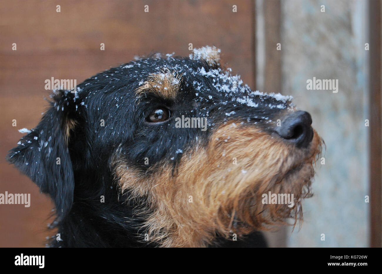 Dog black with a tan (German hunting terrier), snowflakes on a  muzzle, a portrait Stock Photo
