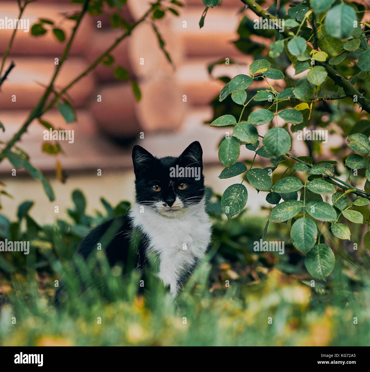 kitten in the grass Stock Photo - Alamy
