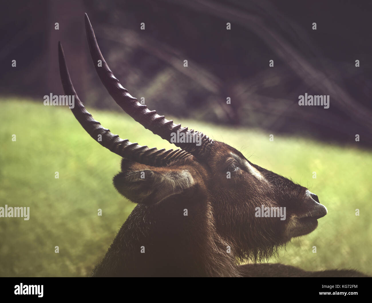 The horn of waterbuck, that is a large antelope found widely in Saharan Africa Stock Photo