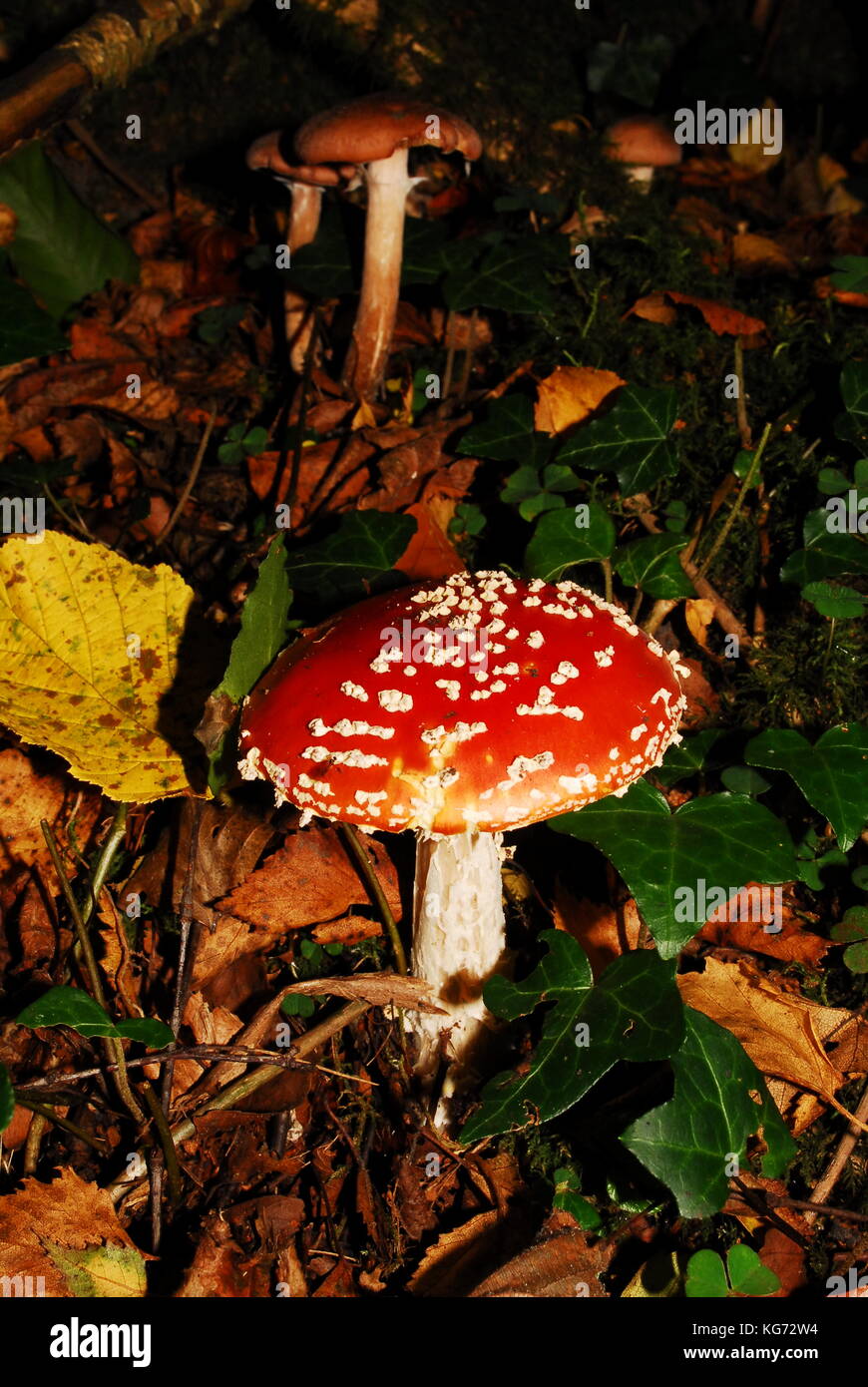 Woodland fungus growing in the autumn in the UK Stock Photo