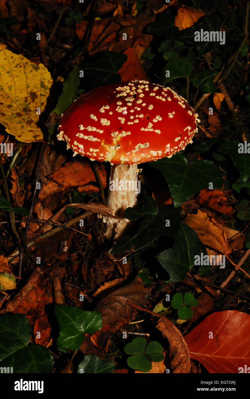 Woodland fungus growing in the autumn in the UK Stock Photo