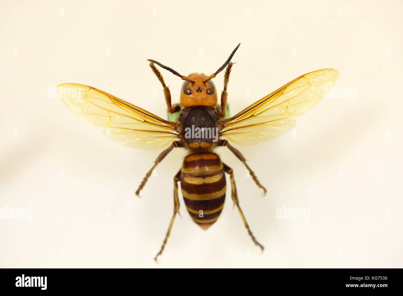 Asian or Japanese giant hornet (Vespa mandarinia) isolated Stock Photo