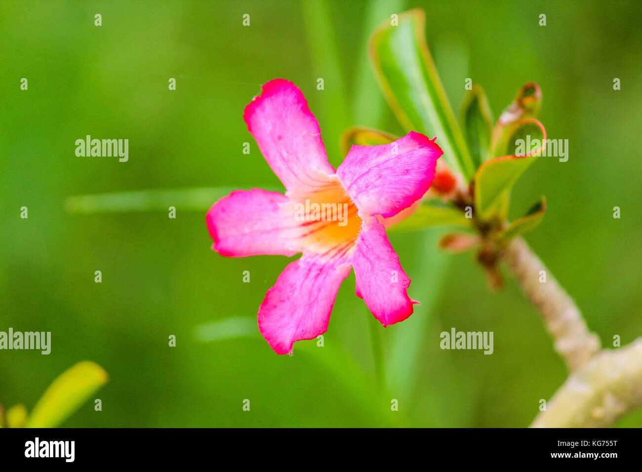 Desert rose bonsai Stock Photo