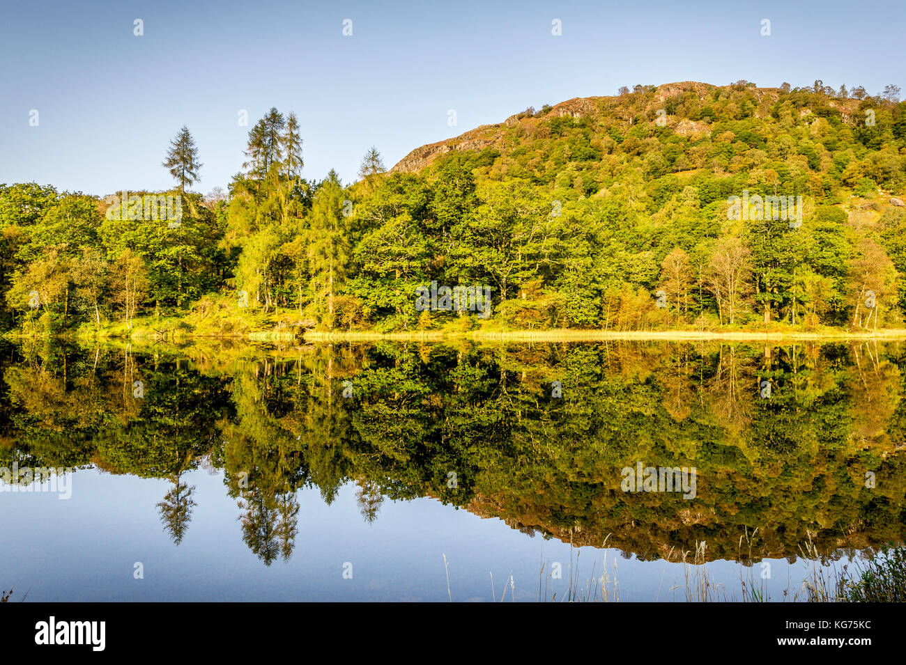 Gorgeous reflections of autumn colours in Thirlmere in the Lake District National Park Stock Photo
