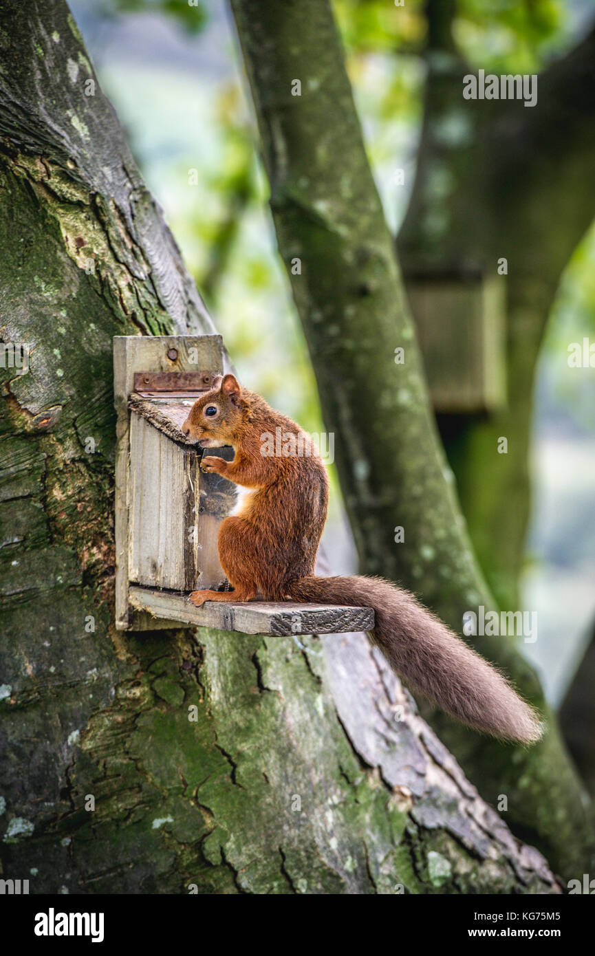 An intelligent Red Squirrel opening a feeder to get at the nuts inside (Cotswolds, UK) Stock Photo
