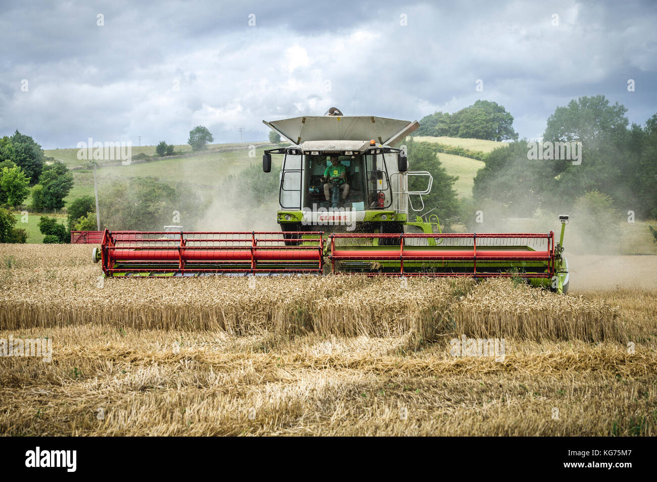 A combined harvester gathers in a field of wheat in the Cotswolds, UK Stock Photo