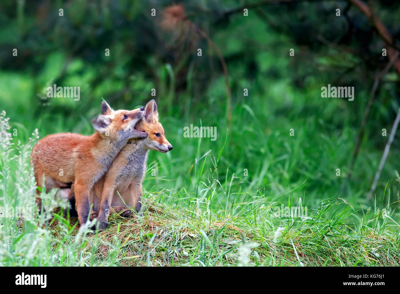 Foxes in the forest in the wild Stock Photo