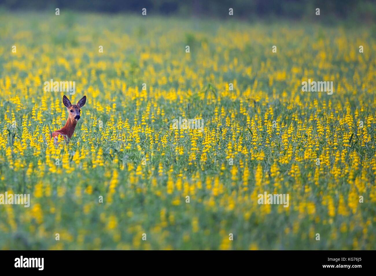 Roe deer in a clearing hidden in the flowers Stock Photo