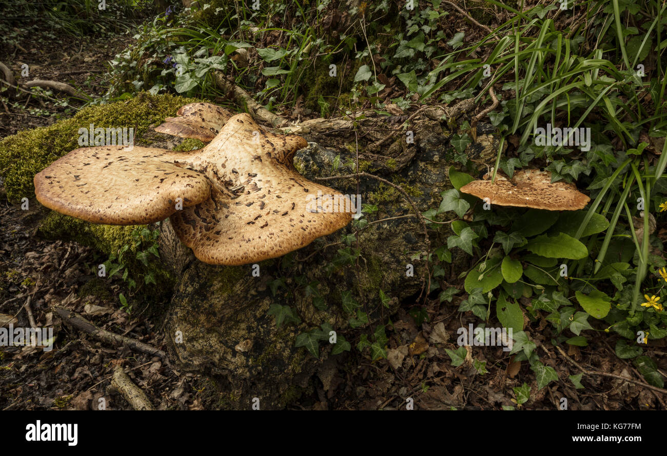 Dryad's saddle, Polyporus squamosus, a basidiomycete bracket fungus on old oak log. West Dorset. Stock Photo