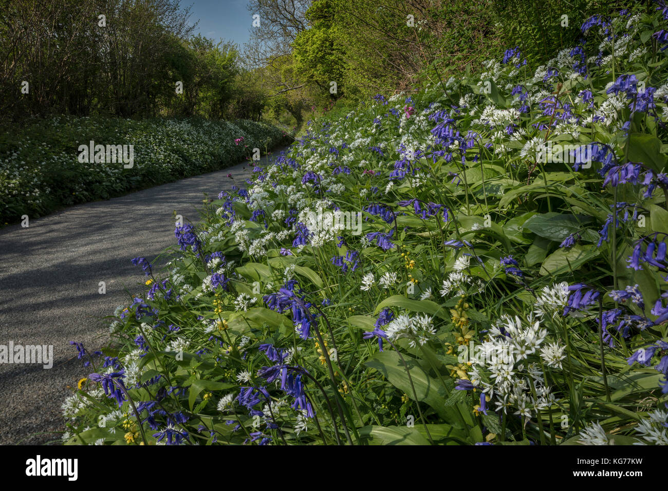 Nature verge spring flowers hi-res stock photography and images - Alamy