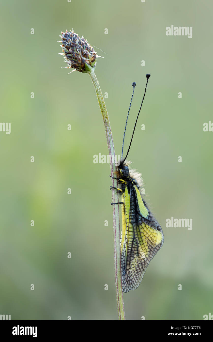 Libellen-Schmetterlingshaft  / Dragonfly owlfly  Ascalaphid owlfly (Libelloides macaronius)  beautiful yellow winged insect macro  sitting on grass Stock Photo