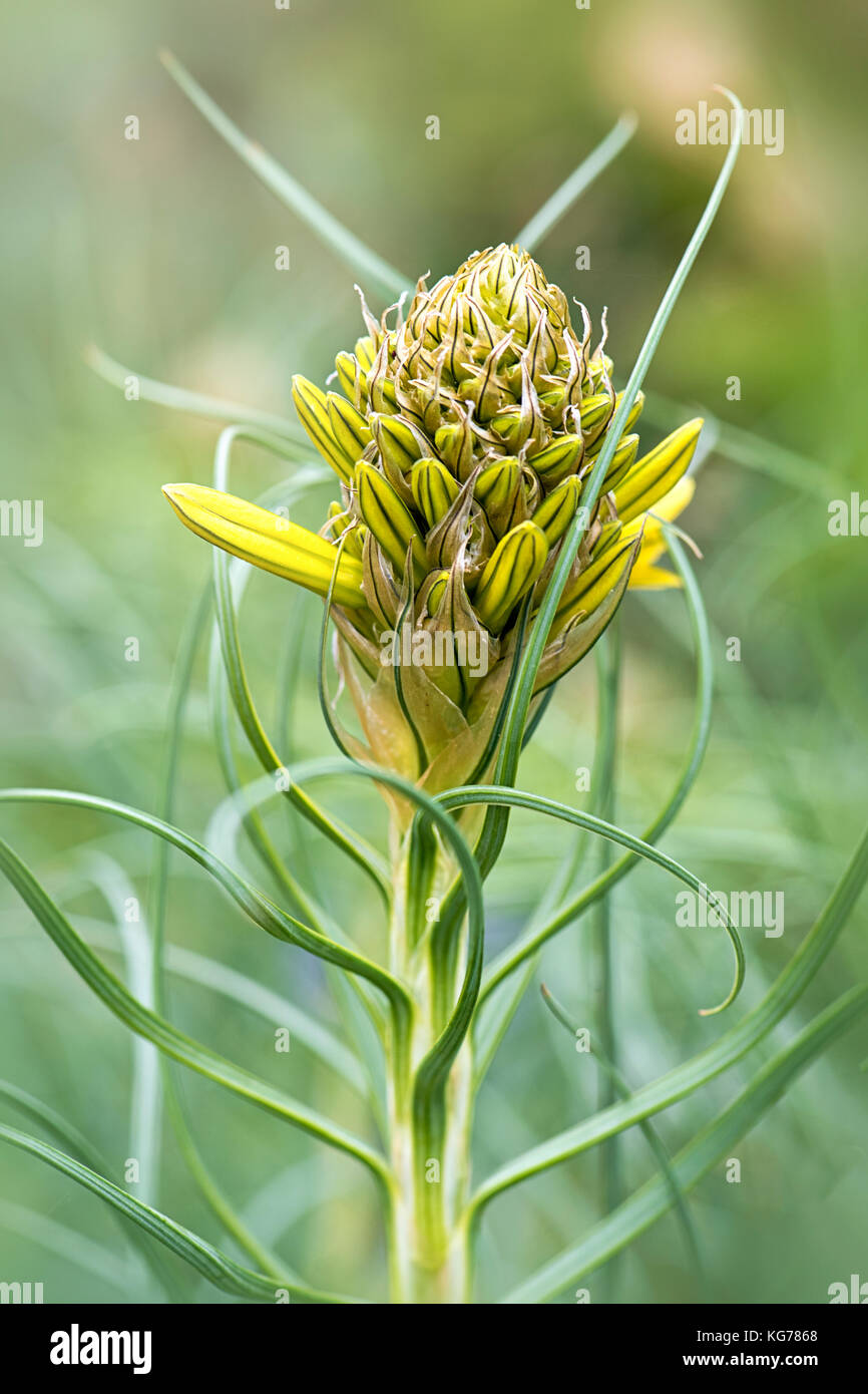 Close-up image of Asphodeline lutea yellow flowers opening, image taken against a soft background. Stock Photo