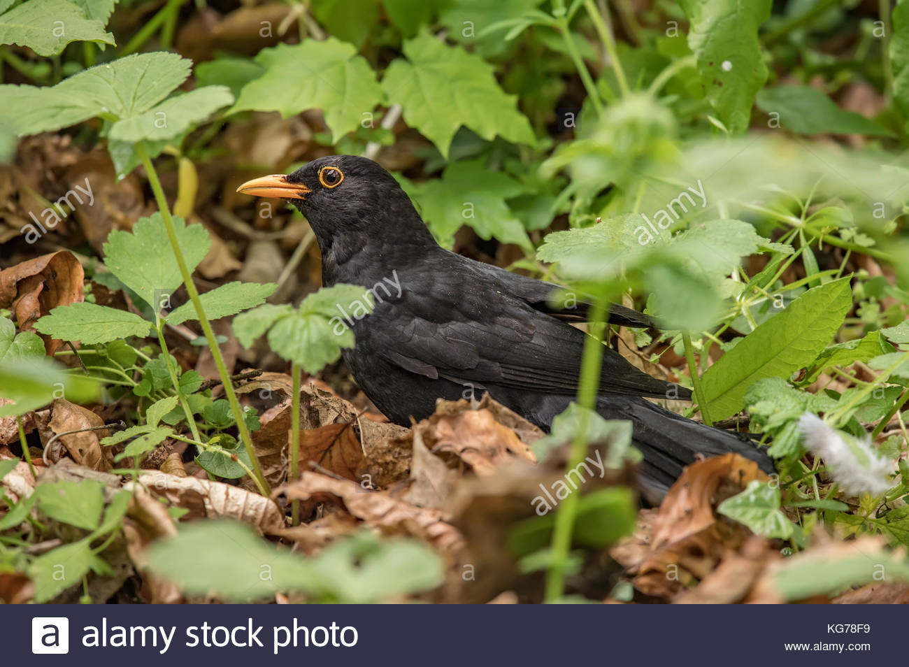 Blackbird Male Turdus Merula On The Forest Floor Eating