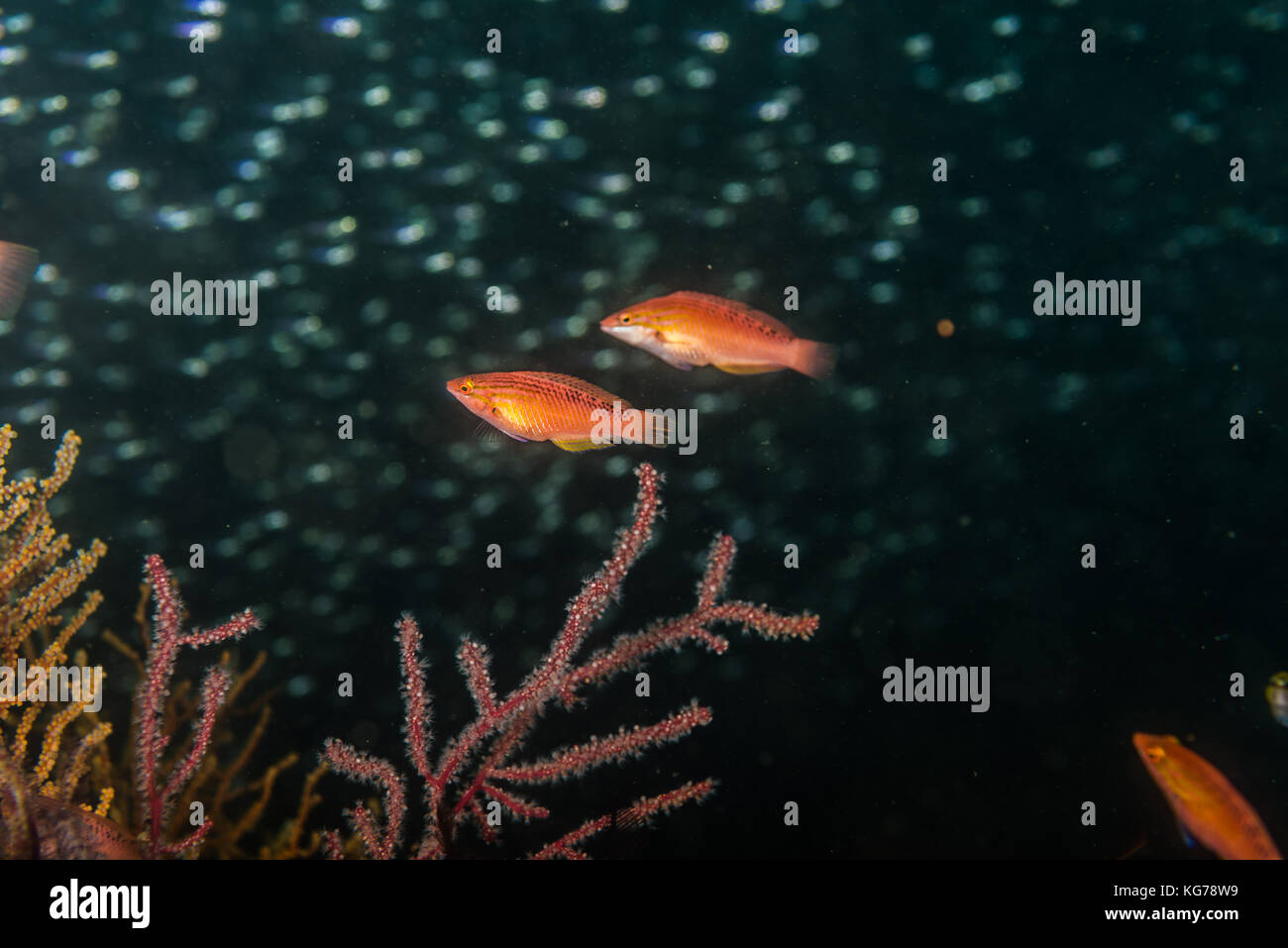 Red naped wrasse, Pseudolabrus eoethinus (Richardson, 1846), at Owase, Mie, Japan Stock Photo