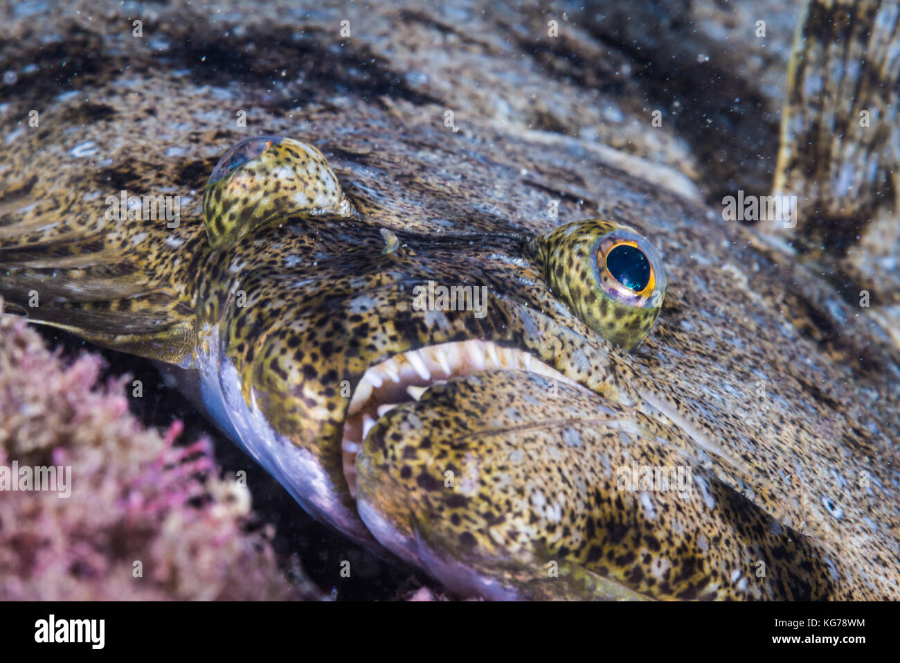 Bastard halibut, Paralichthys olivaceus (Temminck & Schlegel, 1846), at