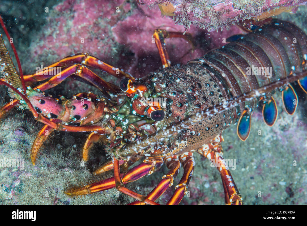Japanese Spiny Lobster, Panulirus japonicus (Von Siebold, 1824) Owase