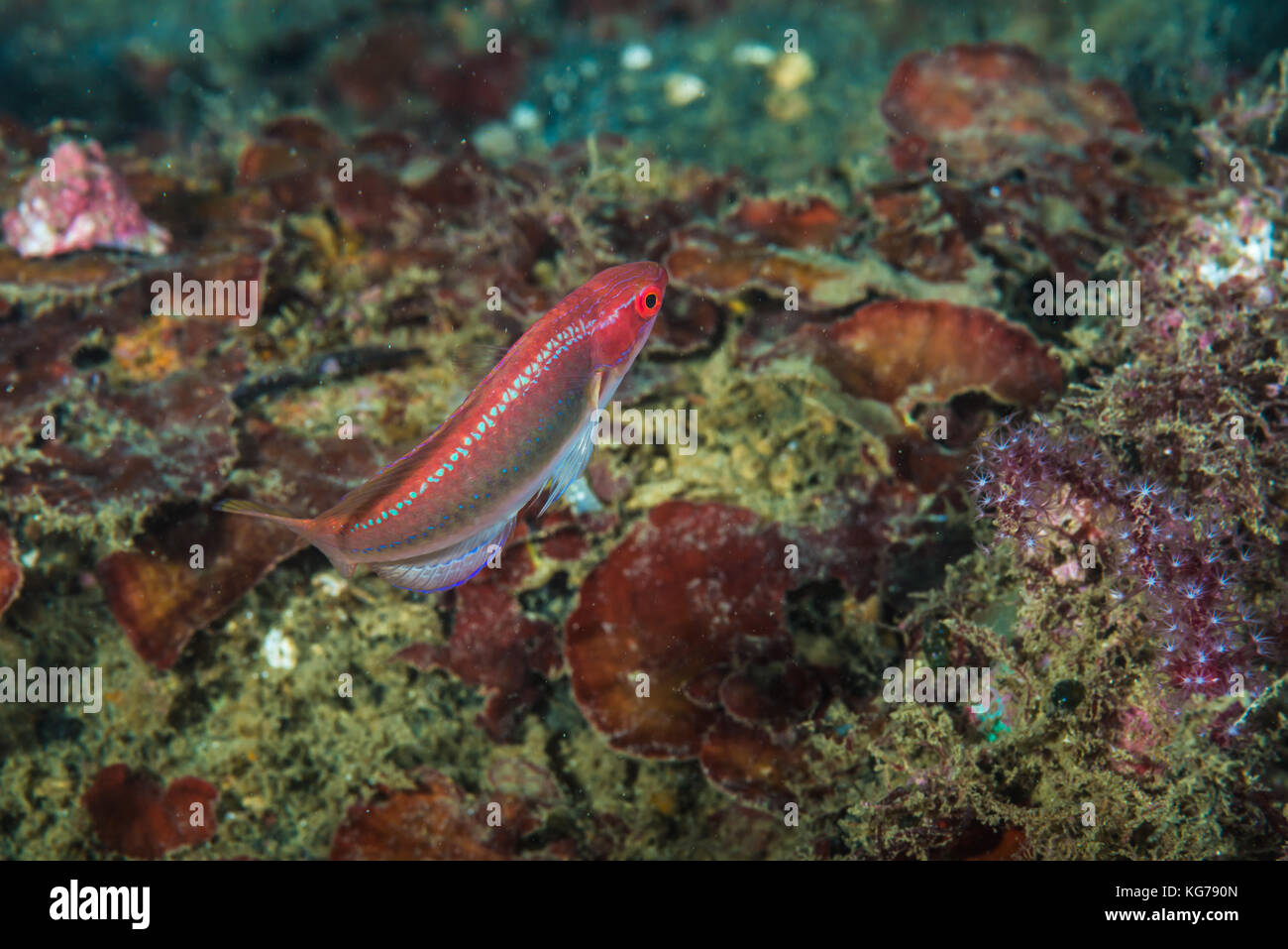 Threadfin wrasse,Cirrhilabrus temminckii  Bleeker, 1853 Owase, Mie, Japan Stock Photo