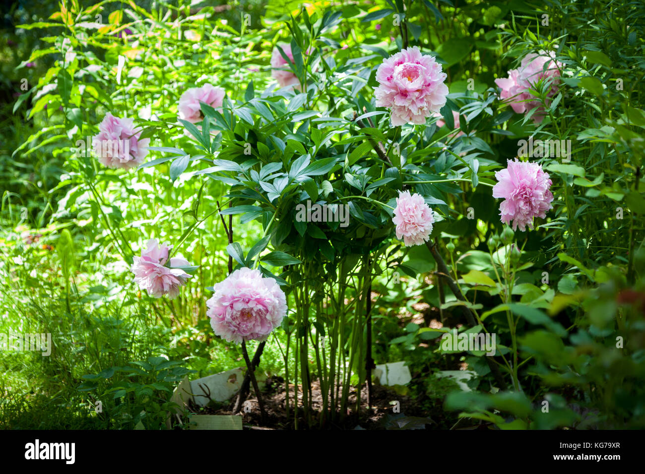 Bush of pink peonies 'Sarah Bernhardt' in the garden. Sunny day. Stock Photo