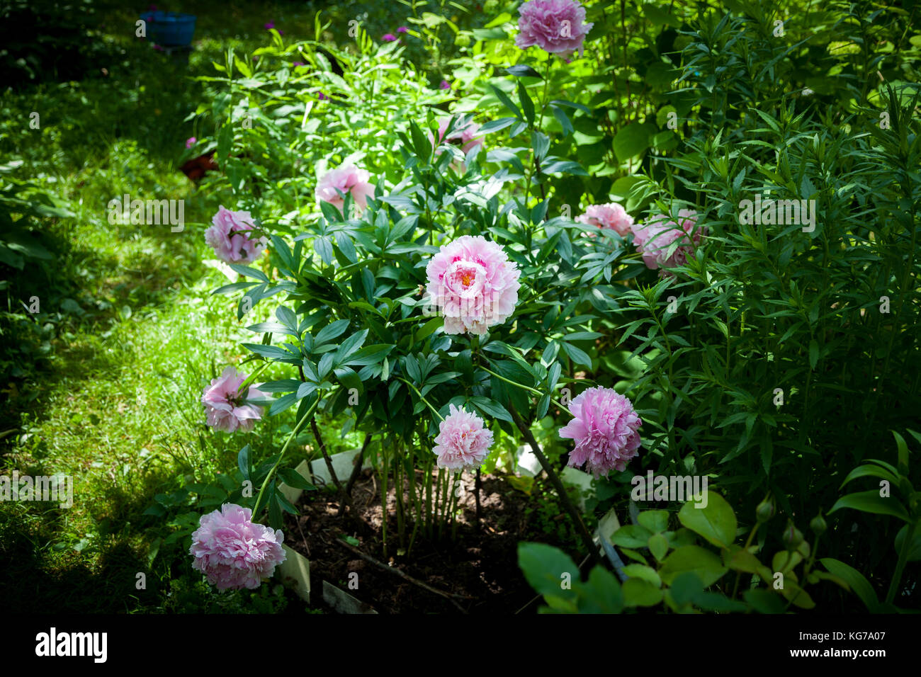 Bush of pink peonies 'Sarah Bernhardt' in the garden. Sunny day. Stock Photo