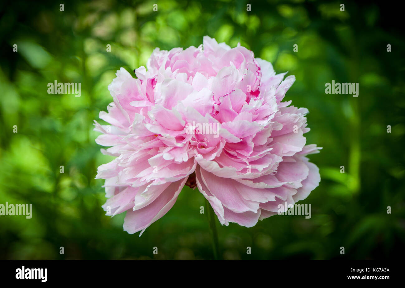 Head of a pink peony flower 'Sarah Bernhardt'. Close up. Natural green background. Stock Photo