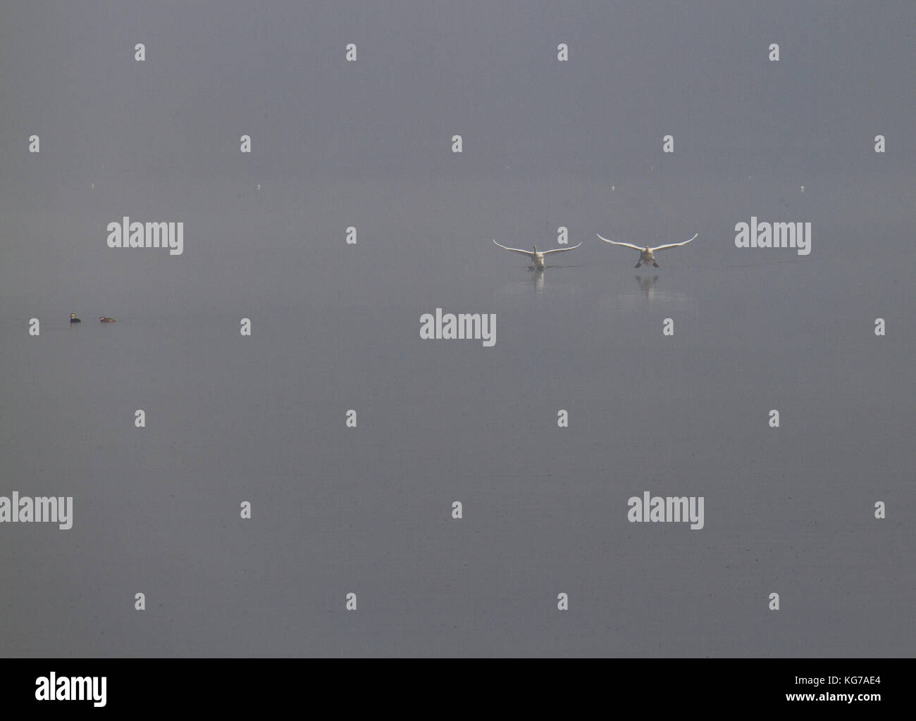 Atmospheric scene of geese taking off on Lake Pamvotis on a misty morning in Ioannina, Greece Stock Photo