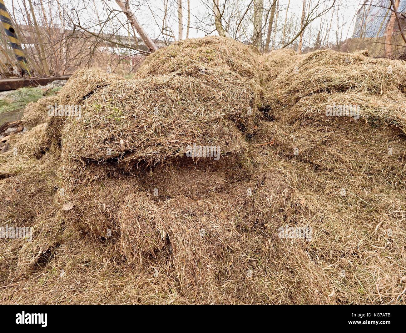 Terrible smell rotten grass. Decay harvested grass in big green mound in corner of garden Stock