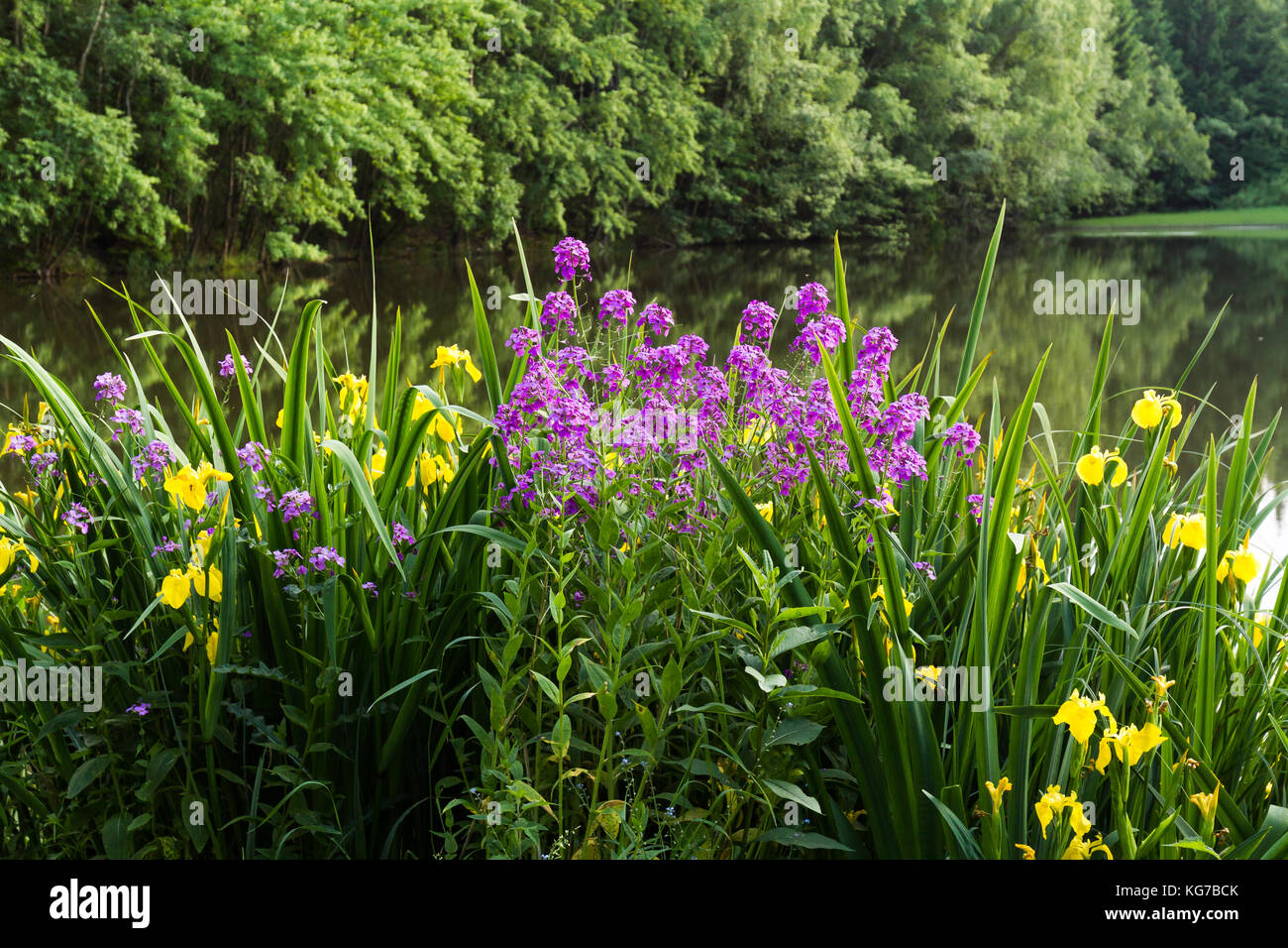 Sommer blühende Pflanzen am Wasser SelketalStieg Harz Stock Photo Alamy