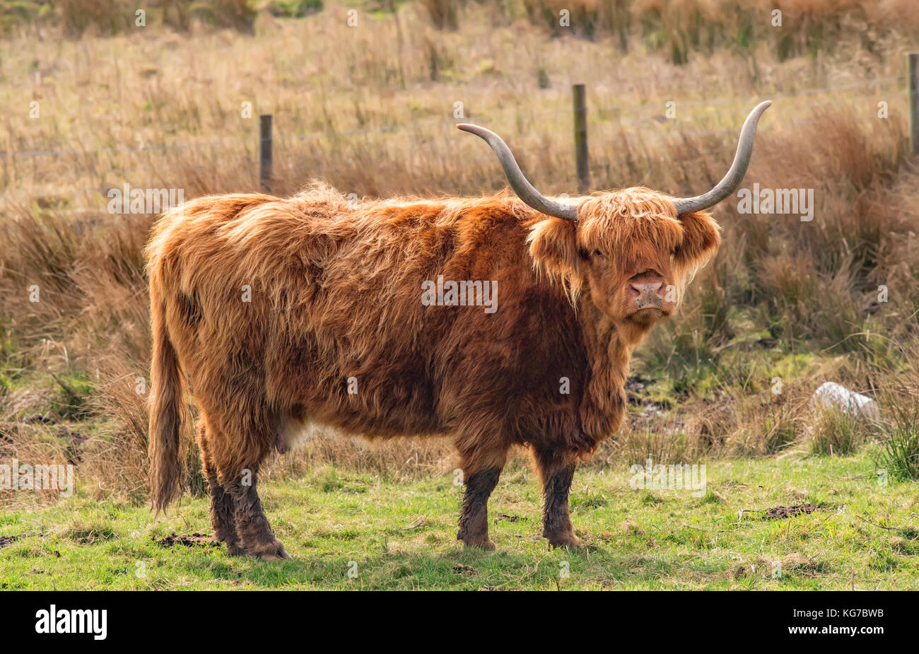 Highland Cow in a field Stock Photo - Alamy