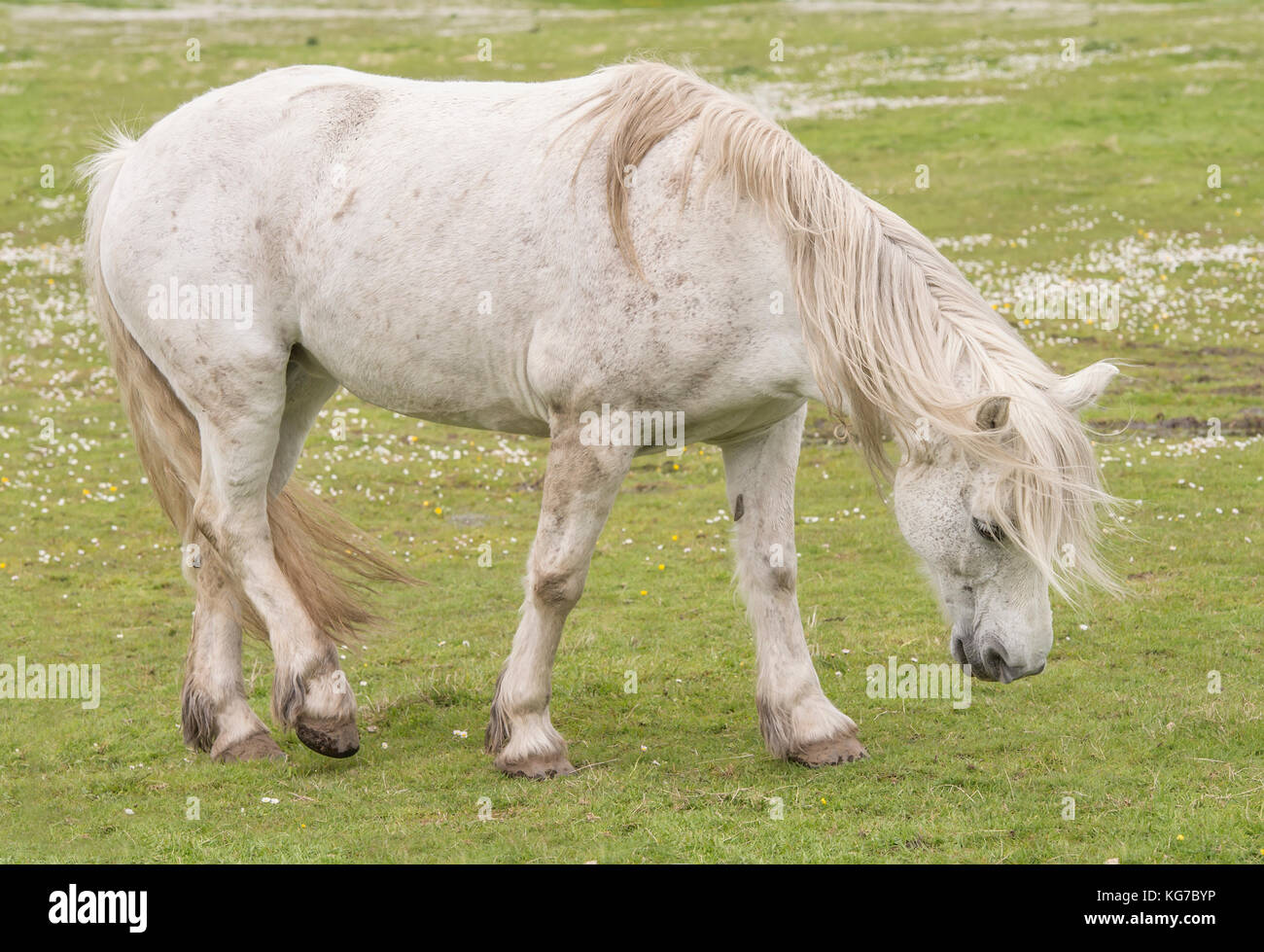 A white horse in a field Stock Photo