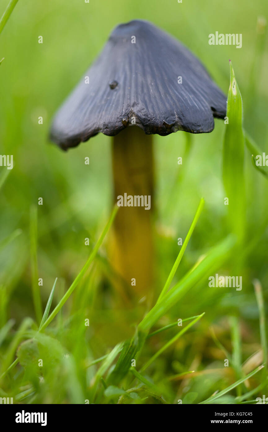 Black arrowhead mushroom, Northumberland / Coprinus comatus, the Shaggy
