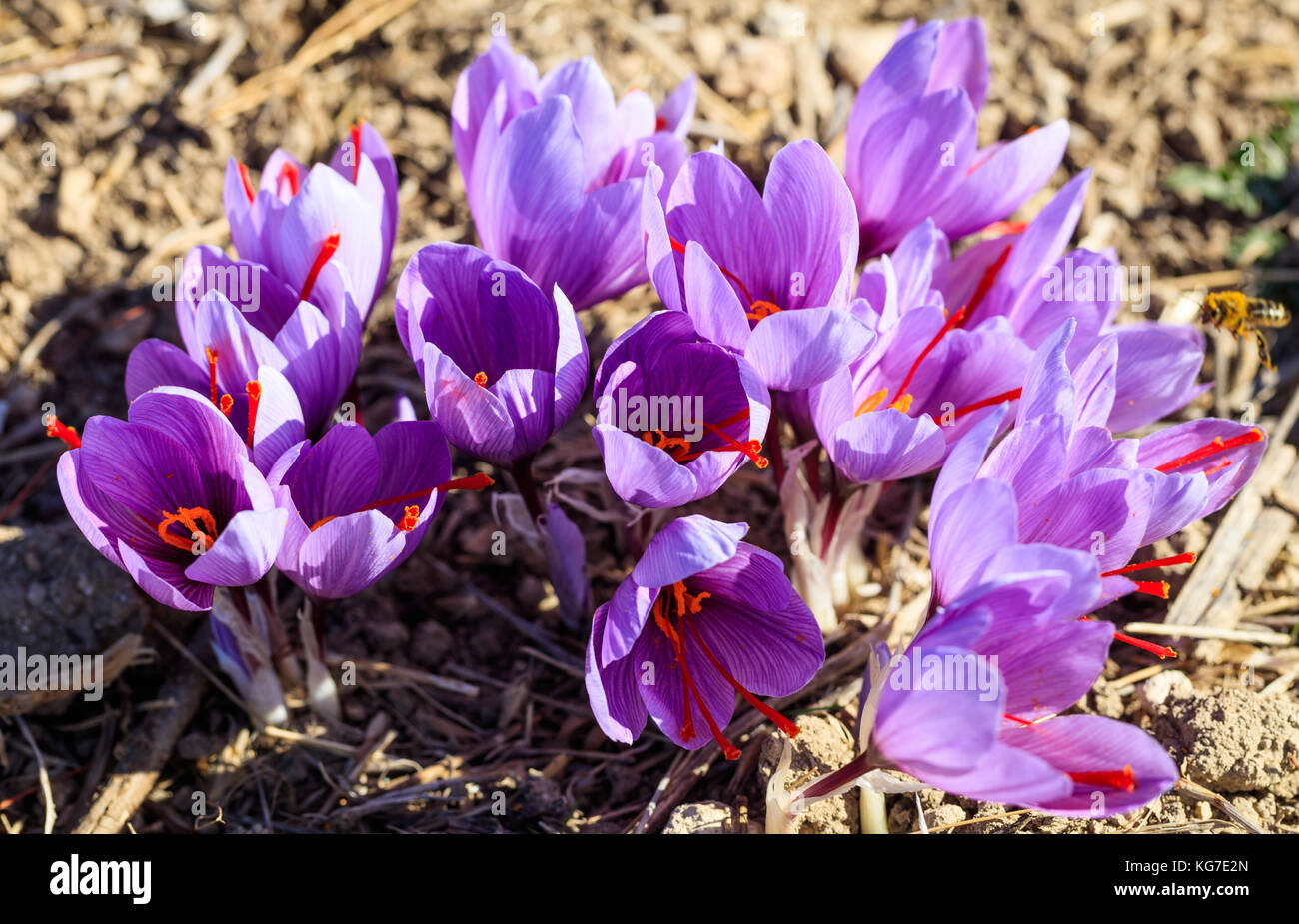 Close up of Crocus flowers in a field at harvest time Stock Photo - Alamy