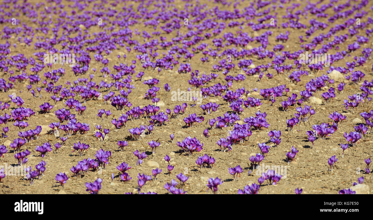 Saffron field at harvest time, autumn Stock Photo Alamy